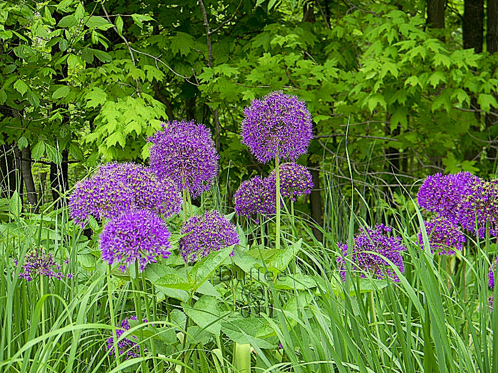 [Purple%2520Alum%255B5%255D.jpg]