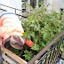 Roof URBAN gardening po holešovicku