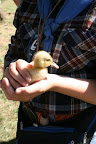 The frontier homestead even had barnyard animals like this duckling