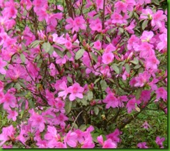 flor flor