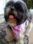 Rosie, a 1 1/2 year old Shih-tzu ,was calm and happy even in all the confusion she had experienced in the weeks prior the journey to her new home. Rosie, a 1 1/2 year old Shih-tzu ,was calm and happy even in all the confusion she had experienced in the weeks prior the journey to her new home.