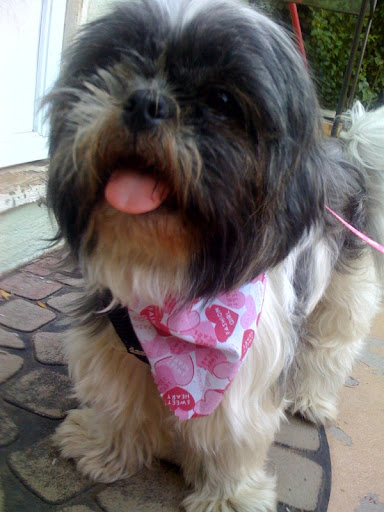 Rosie, a 1 1/2 year old Shih-tzu ,was calm and happy even in all the confusion she had experienced in the weeks prior the journey to her new home. Rosie, a 1 1/2 year old Shih-tzu ,was calm and happy even in all the confusion she had experienced in the weeks prior the journey to her new home.