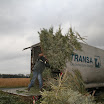 Tannenbaumaktion 08_734.jpg