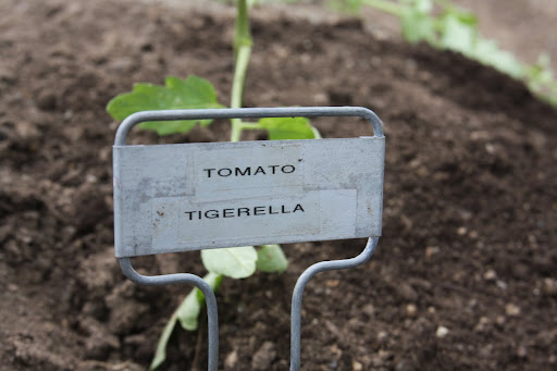 The tomatoes we're planting have stripes - can't you tell by the name?