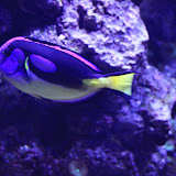 Im Aquarium in Skansen. Stockholm - 3 Tag 254.jpg