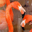 Zoo Dresden Zoo Dresden