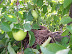 Picking Apples