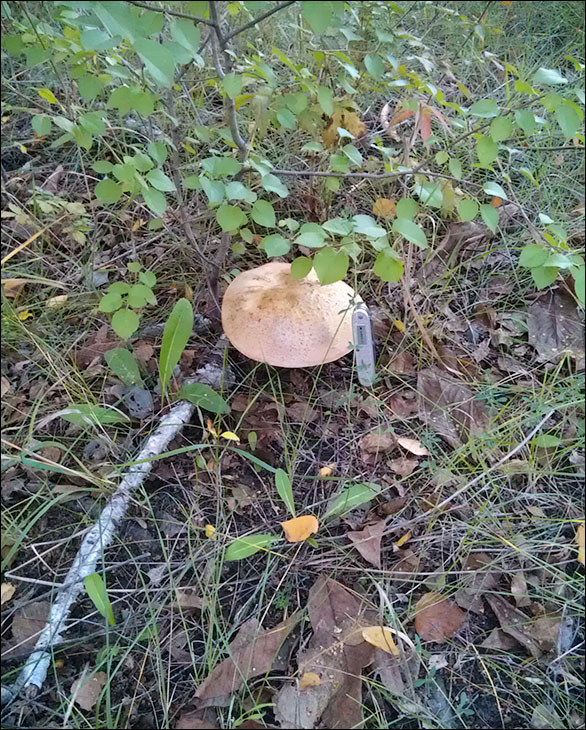 IMAG0189.jpg