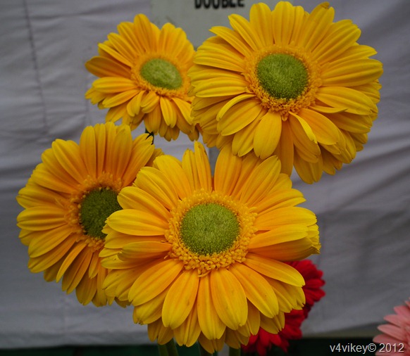 Different Types of Daisy Flowers Wallpaper, Yellow Daisy Flowers