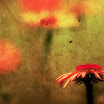 coneflower091sha.jpg