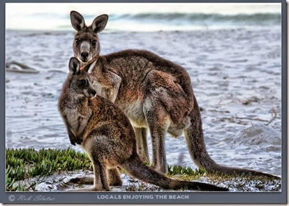 kanga kanga