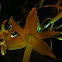 yellow flower