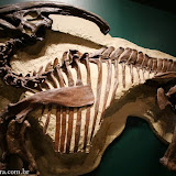 Fóssil de dinossauro - Manitoba Museum -  Winnipeg, Manitoba, Canadá