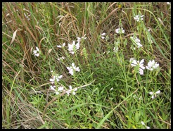 white flowers budding