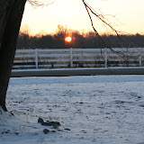 20101217Dogs