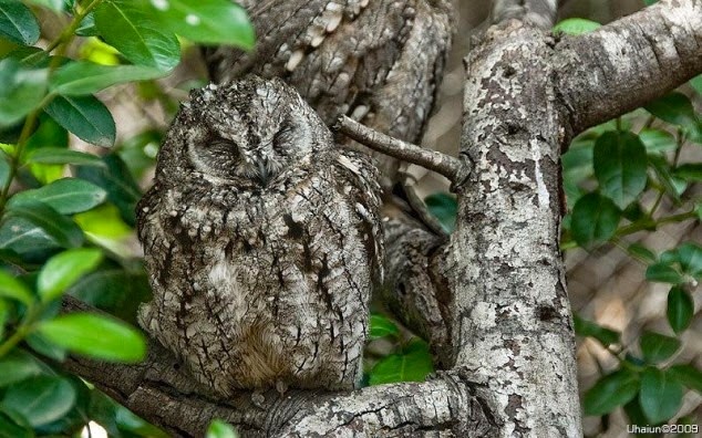 [Camouflaged-Owls-02-634x3962.jpg]