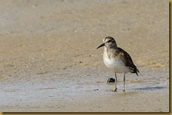 emipalmated Sandpiper - Calidris pusilla