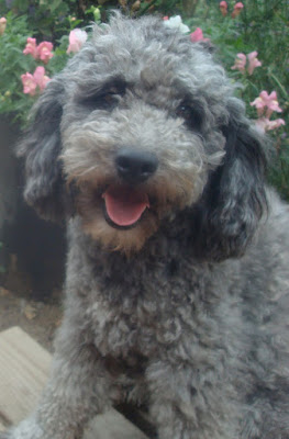 Gorgeousdoodles High Rocky Mt Silver Stormy.
