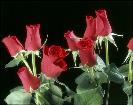 1024x768-rosas-rojas