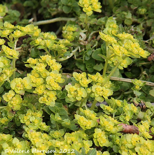 [10-oposite-leaved-golden-saxifrage%255B2%255D.jpg]