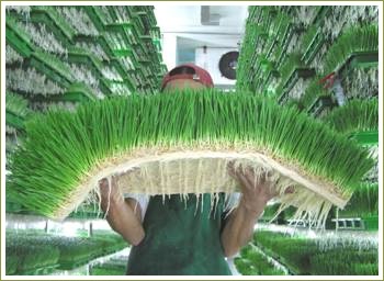 [Wheatgrass1%255B2%255D.jpg]