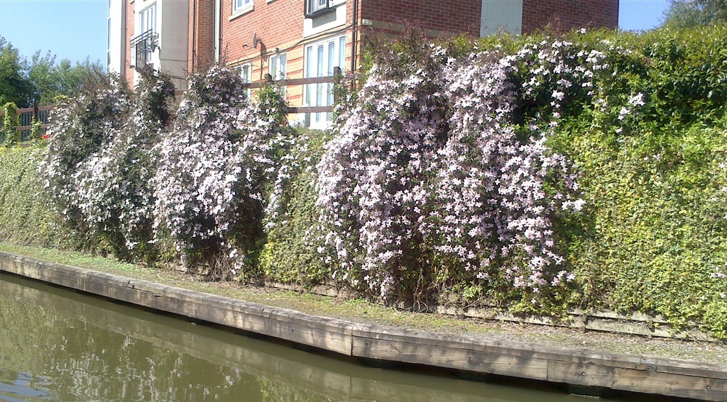 [clematis-by-coventry-flats5.jpg]