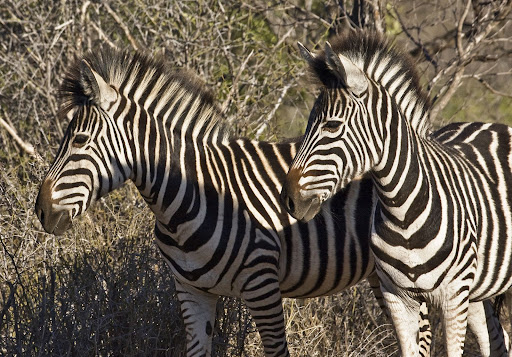 Zebra Pair South Africa