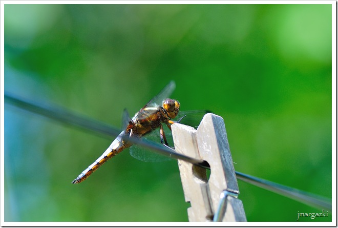 DSC_1248 DSC_1248