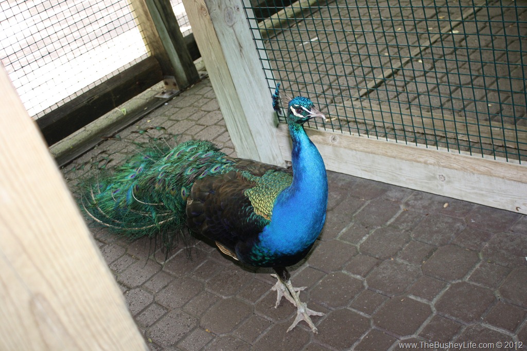 [IMG_0798%255B6%255D.jpg]