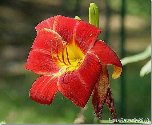 Lily_Pardon_Me4 Lily_Pardon_Me4