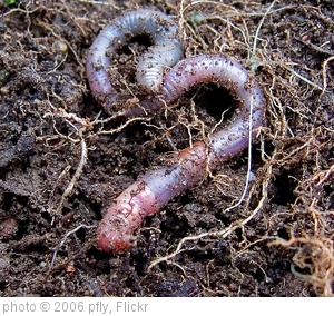 'Earthworm' photo (c) 2006, pfly - license: http://creativecommons.org/licenses/by-sa/2.0/