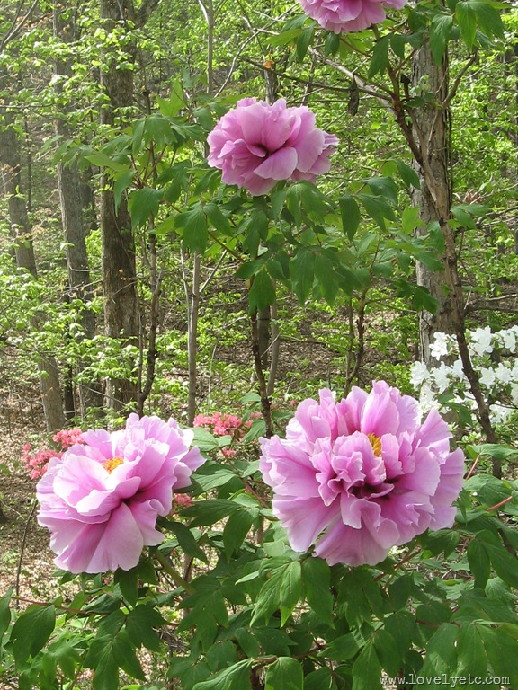 [IMG_8433%255B4%255D.jpg]