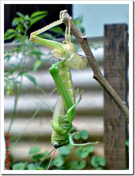 grasshopper molting 2