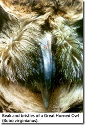 articles-Owl Physiology-Feathers-6