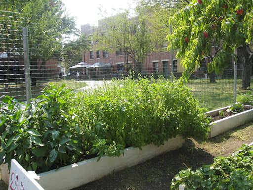Luckily, this garden already has raised beds: the city has mandated that all NYCHA vegetable gardens convert to raised bed gardening in 2011 over concerns of soil pollution.