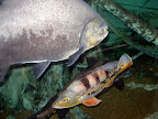Cool fish at the Shark Reef Aquarium at Mandalay Bay.