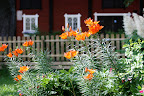 Midsommar 2010