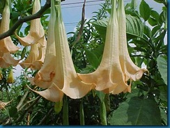 angels trumpet