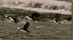 Horned Puffins Taking Off