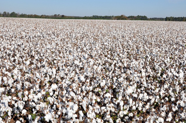 [new%2520farm%2520cotton%25202012%2520%252862%2529%255B7%255D.jpg]