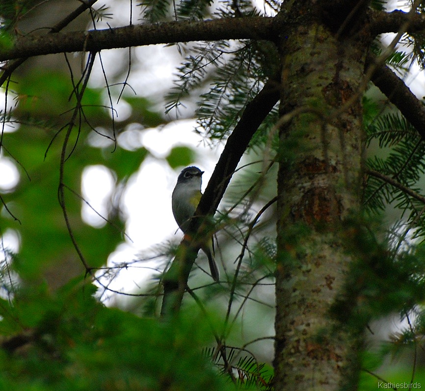 [2.%2520BHVireo-kab%255B4%255D.jpg]