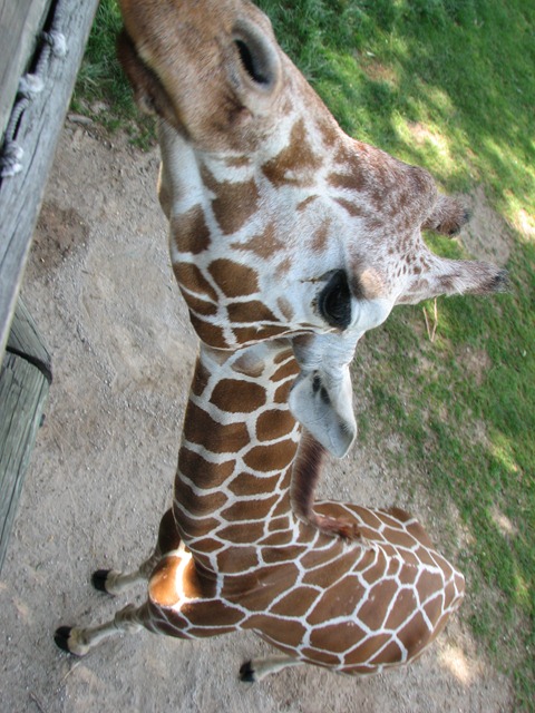 [IMG_2726%255B4%255D.jpg]