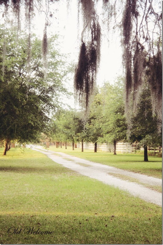 dirt lane live oak spanish moss old welcome dirt lane live oak spanish moss old welcome