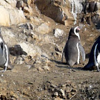 Humboldt penguins!