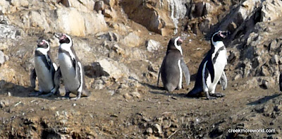 Humboldt penguins!