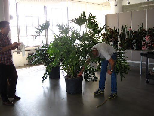While Tom mixes the milk with water (half milk/half water), Tony cleans the plant base.