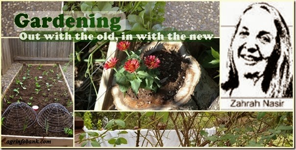 Gardening Out with the old, in with the new Gardening Out with the old, in with the new