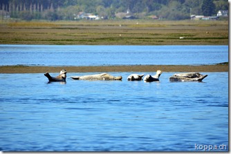 110918 Bodega Bay (2)
