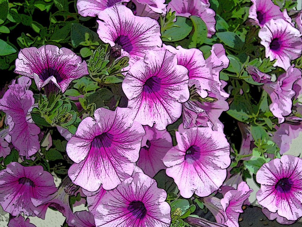[petunias4.jpg]