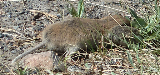 Northern%252520pocket%252520gopher